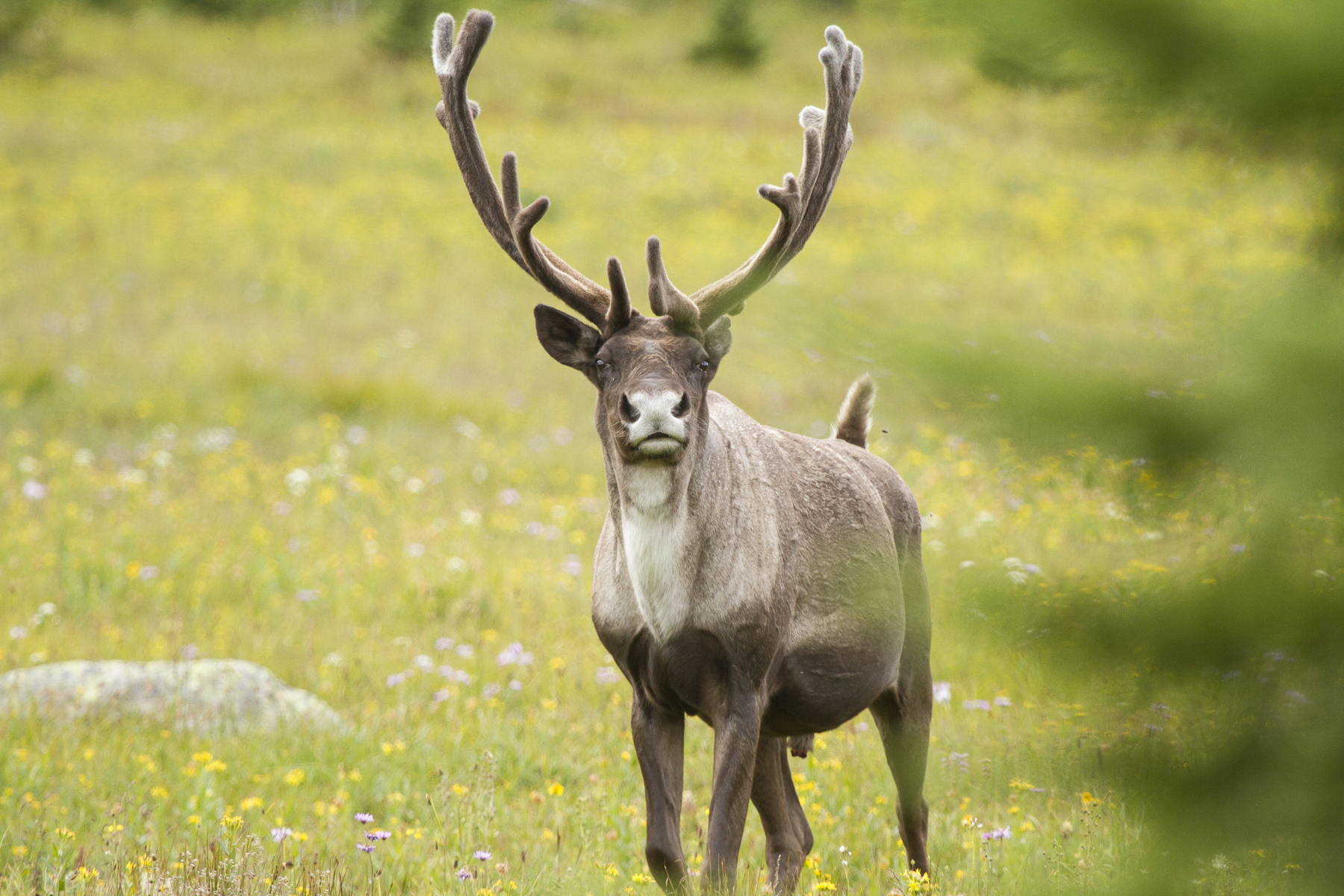 Mountain caribou with a large set of antlers walks through a field of wildflowers