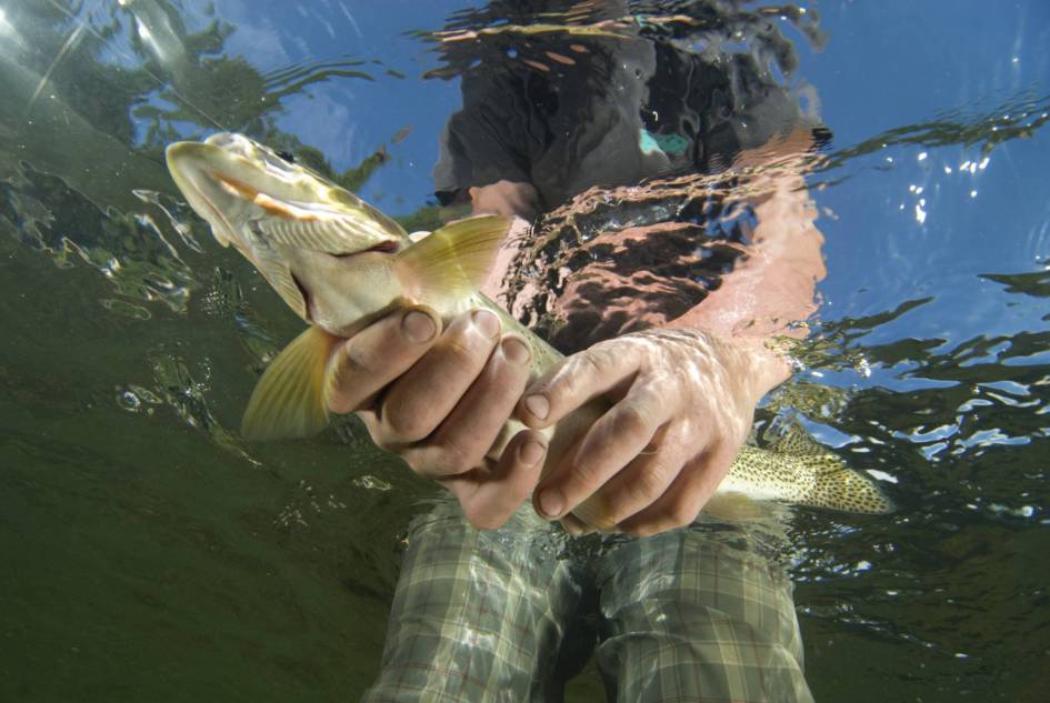 The headwaters of the Flathead River are home to all four endemic fish species of the watershed. In this picture a conservation savvy local flytier releases his catch, a fifteen-inch adult west slope cutthroat trout (Oncorhynchus clarkii lewisi); ILCP RAVE; Flathead River Valley, British Columbia, Canada. © Michael Ready