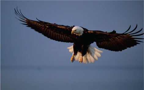 wingspan of a bald eagle