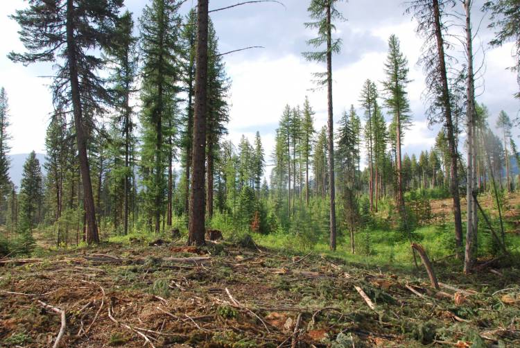 Wildlife tree patches are patches of leave trees within a logging block. They provide better habitat than individual scattered trees.