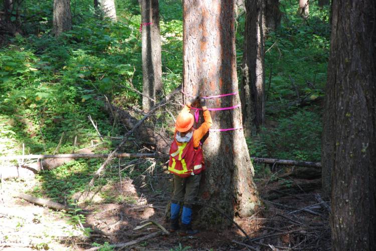 These large Larch wildlife trees will provide important habitat and forest cover for birds, ungulates, and other species.