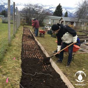 1400 Tulips were planted at the Fernie EcoGarden.