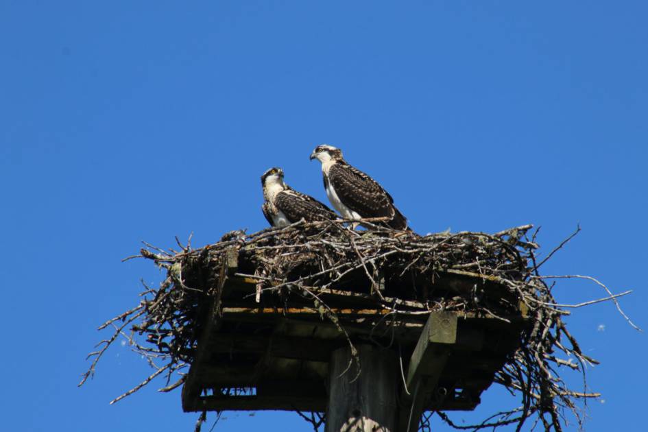 Premium Photo  Three birds are sitting in a nest, one of which is blue.