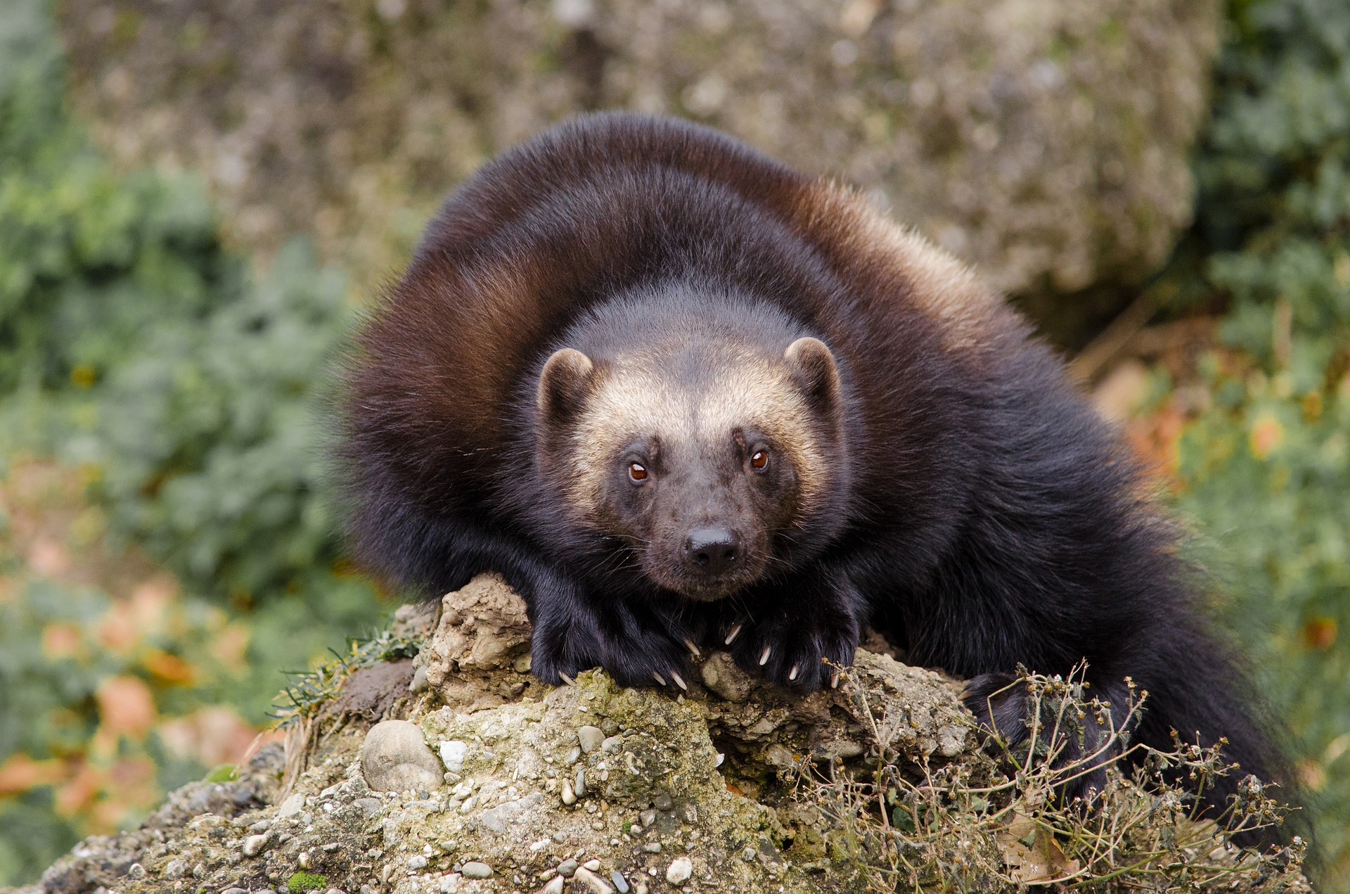 Wolverines need to room to roam: The importance of connected wild places –  Wildsight