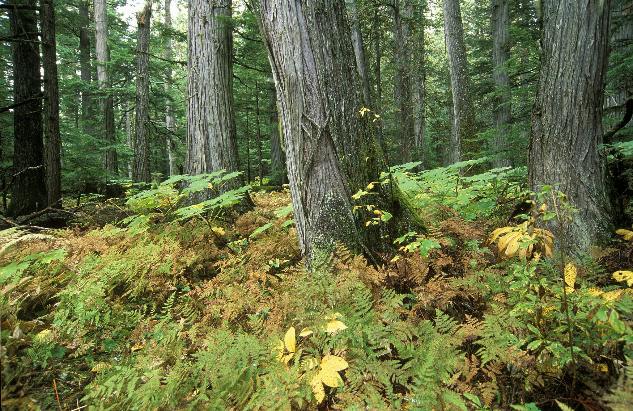 old-growth-forests-need-your-help-wildsight