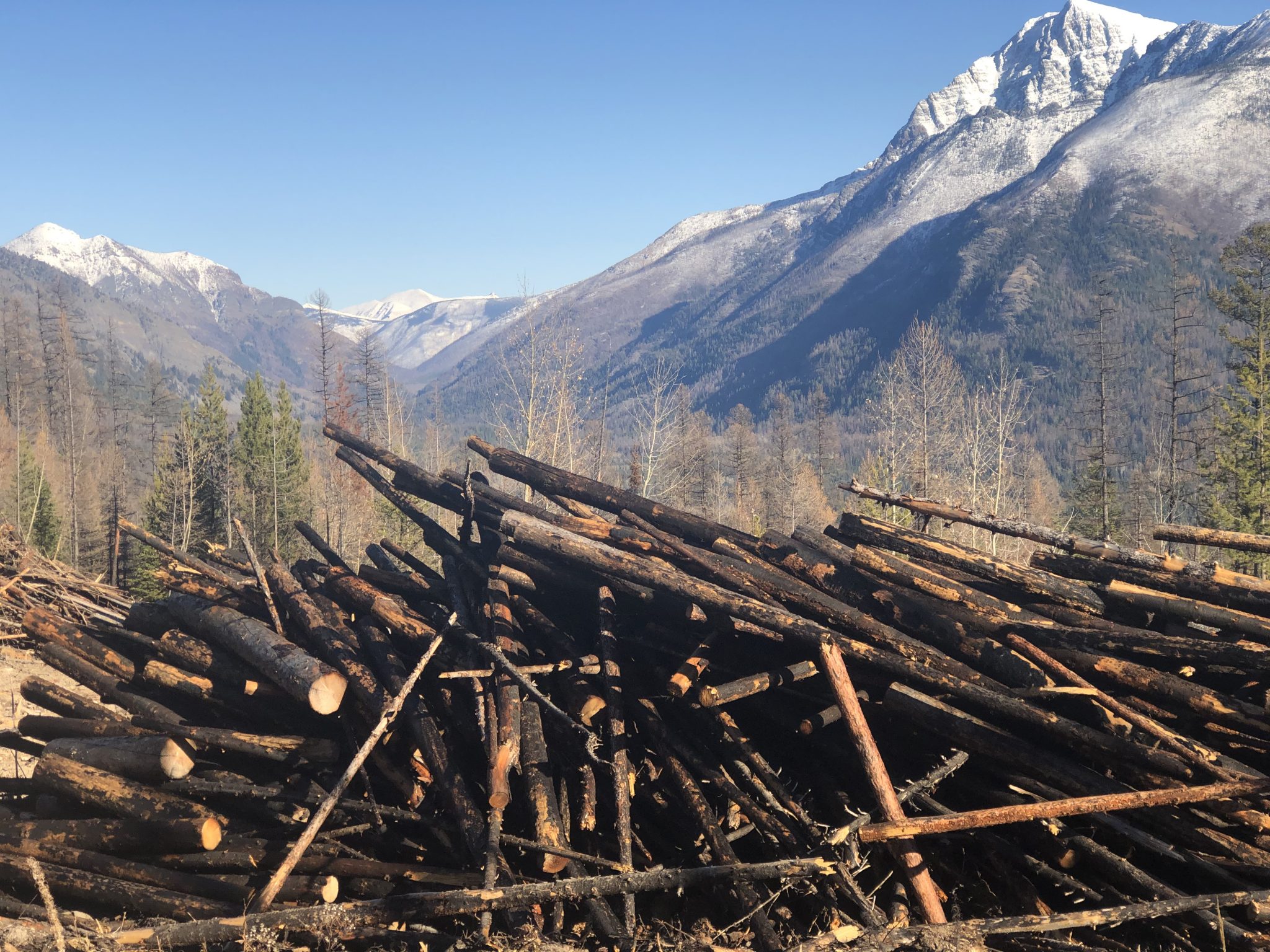 Burning logging waste impacts air quality and is a lost opportunity