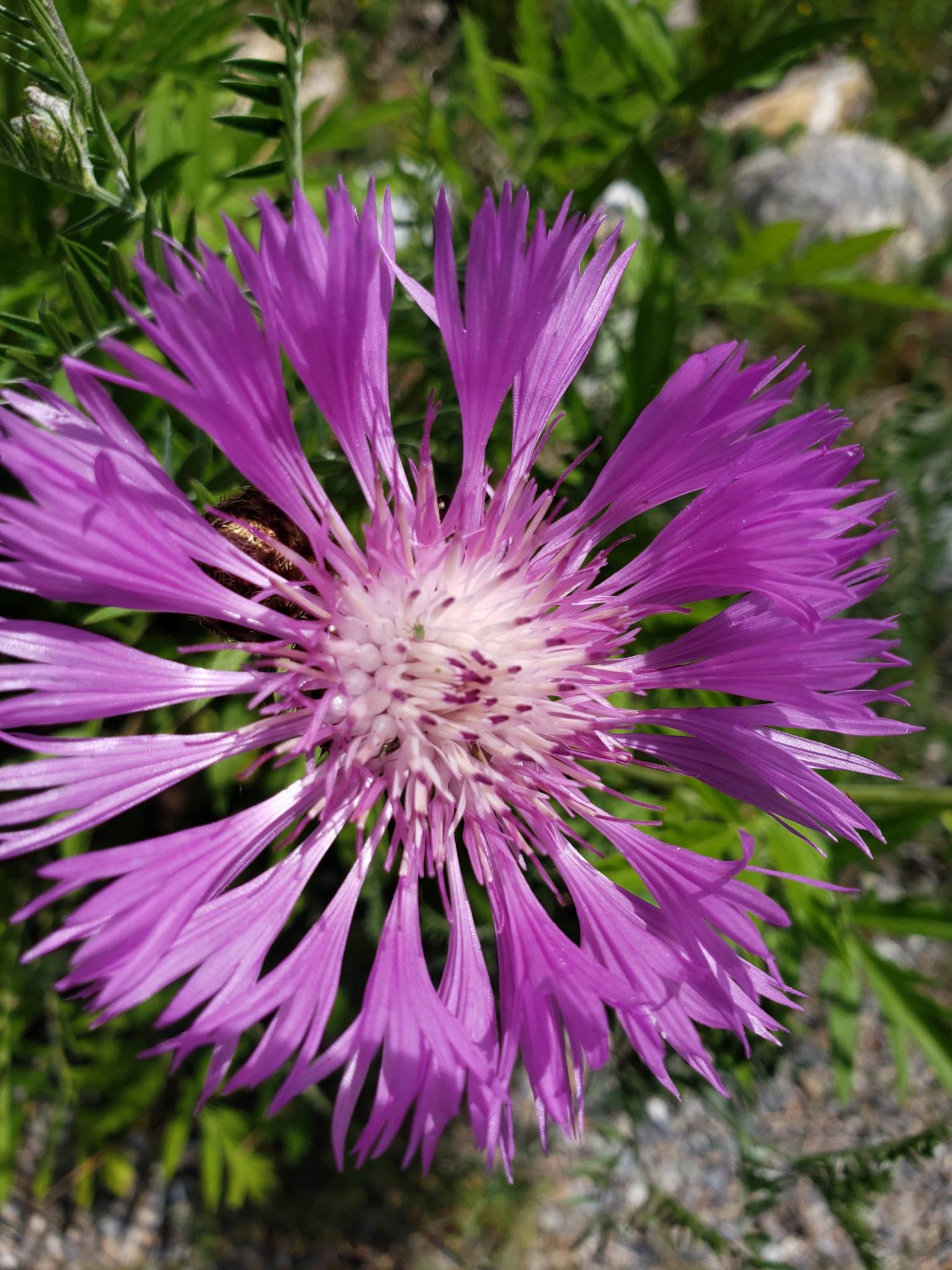 Be Plant Wise Wildsight