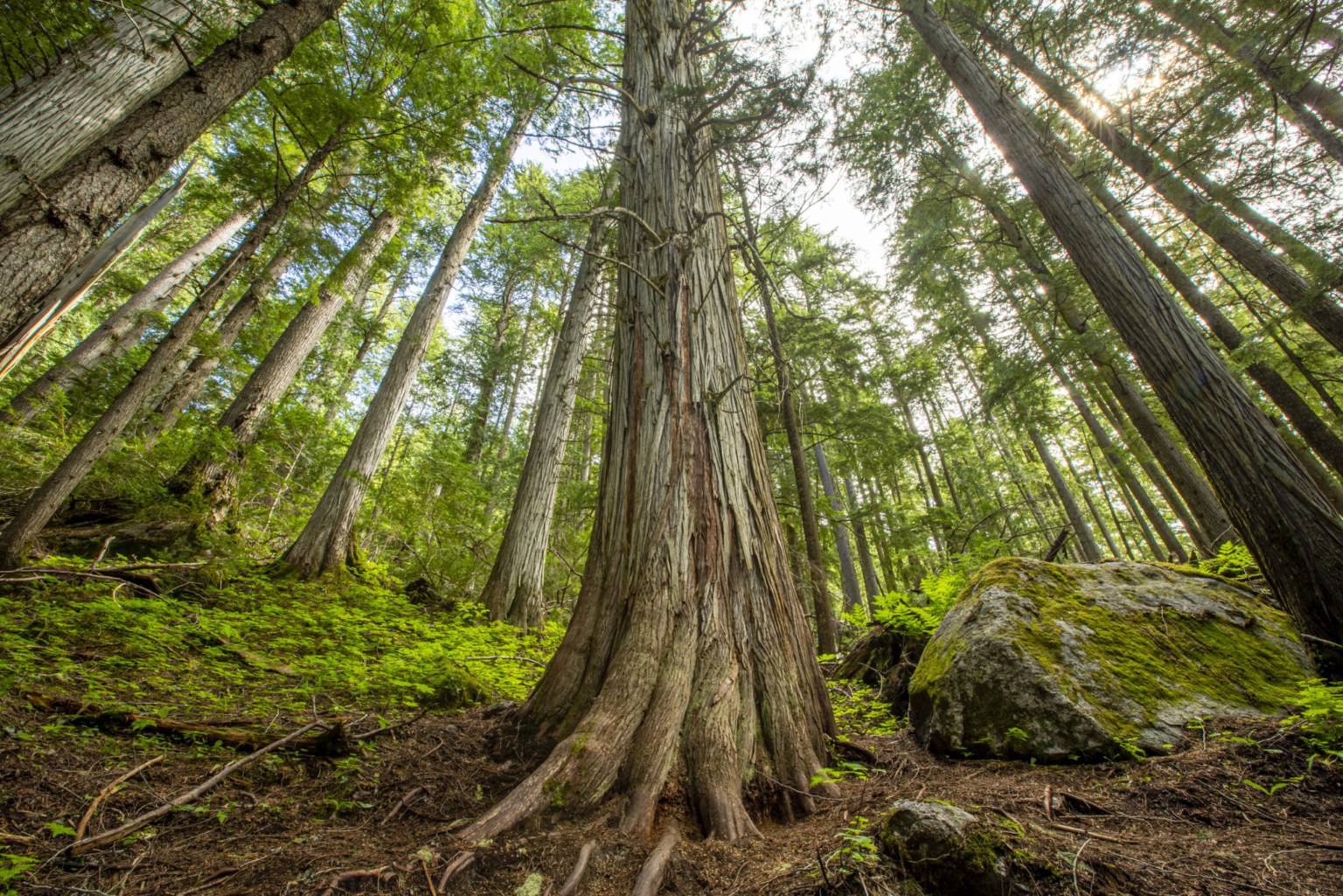 Globally unique old growth falls as BC fails to act – Wildsight