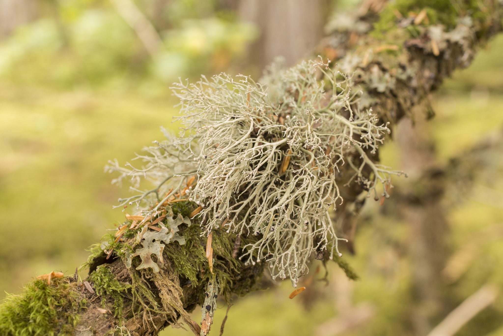 The World of Lichen – Wildsight