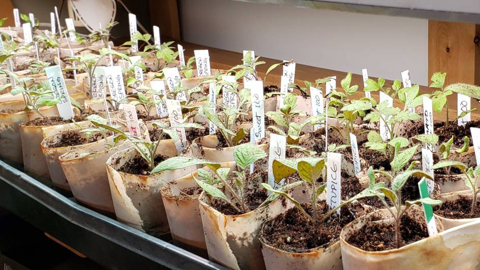 This Origami Pot Grows Along With A Plant's Roots