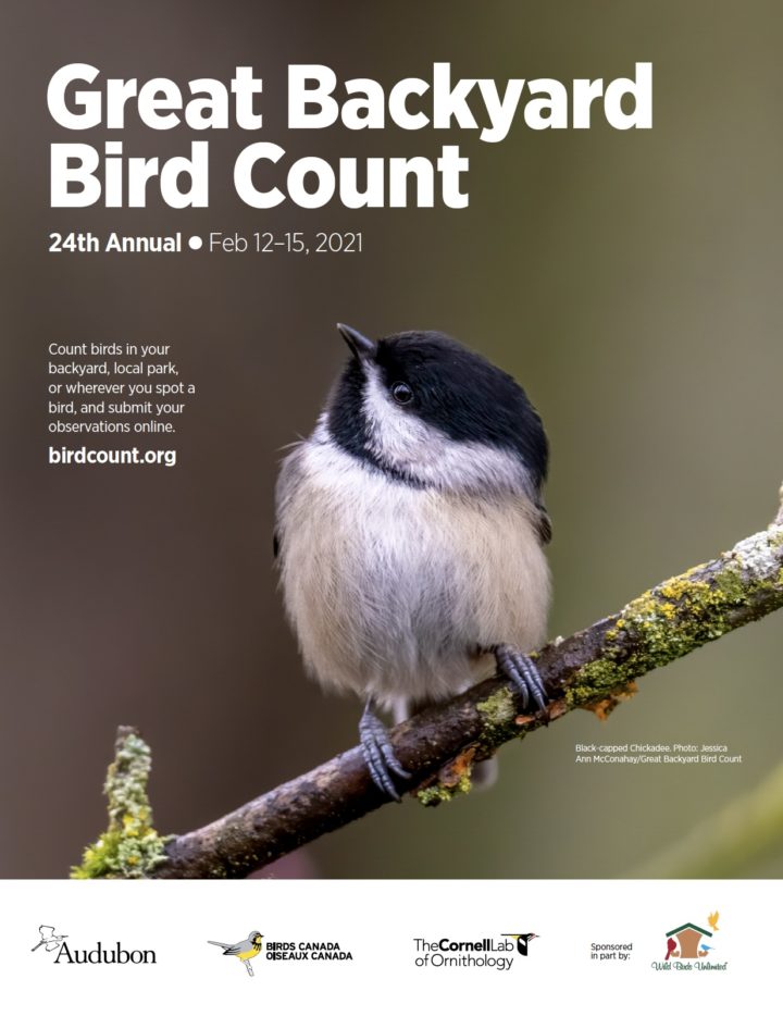 Big Backyard Bird Count 2024 India - Datha Eolanda