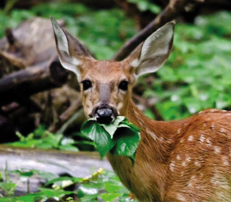 forest-food-web-wildsight