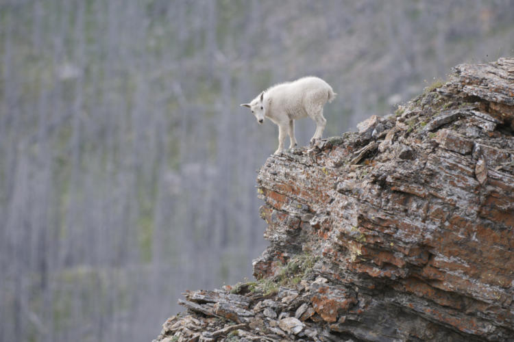 baby mountain goat climbing