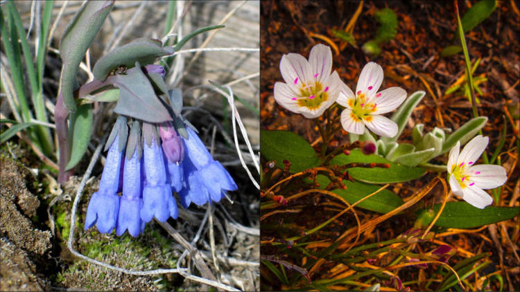 Outdoor series-Wildflowers