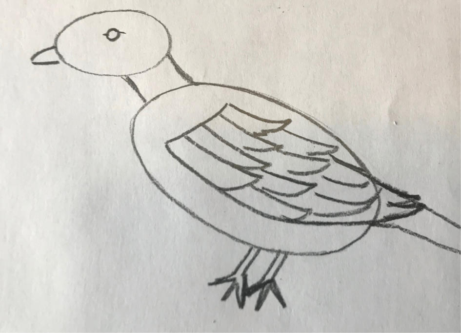 how to draw a bird