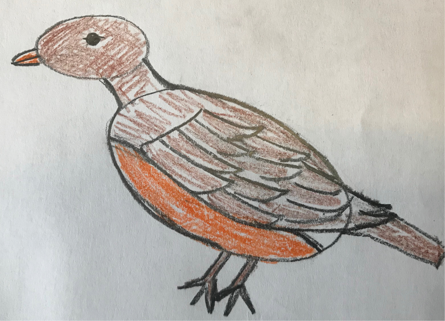 🔹 Semi-Realistic Bird Sketch 🔹 | Birds Amino Amino