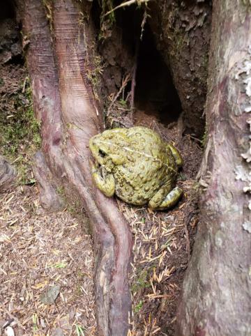 The toad angels of Revelstoke – Wildsight