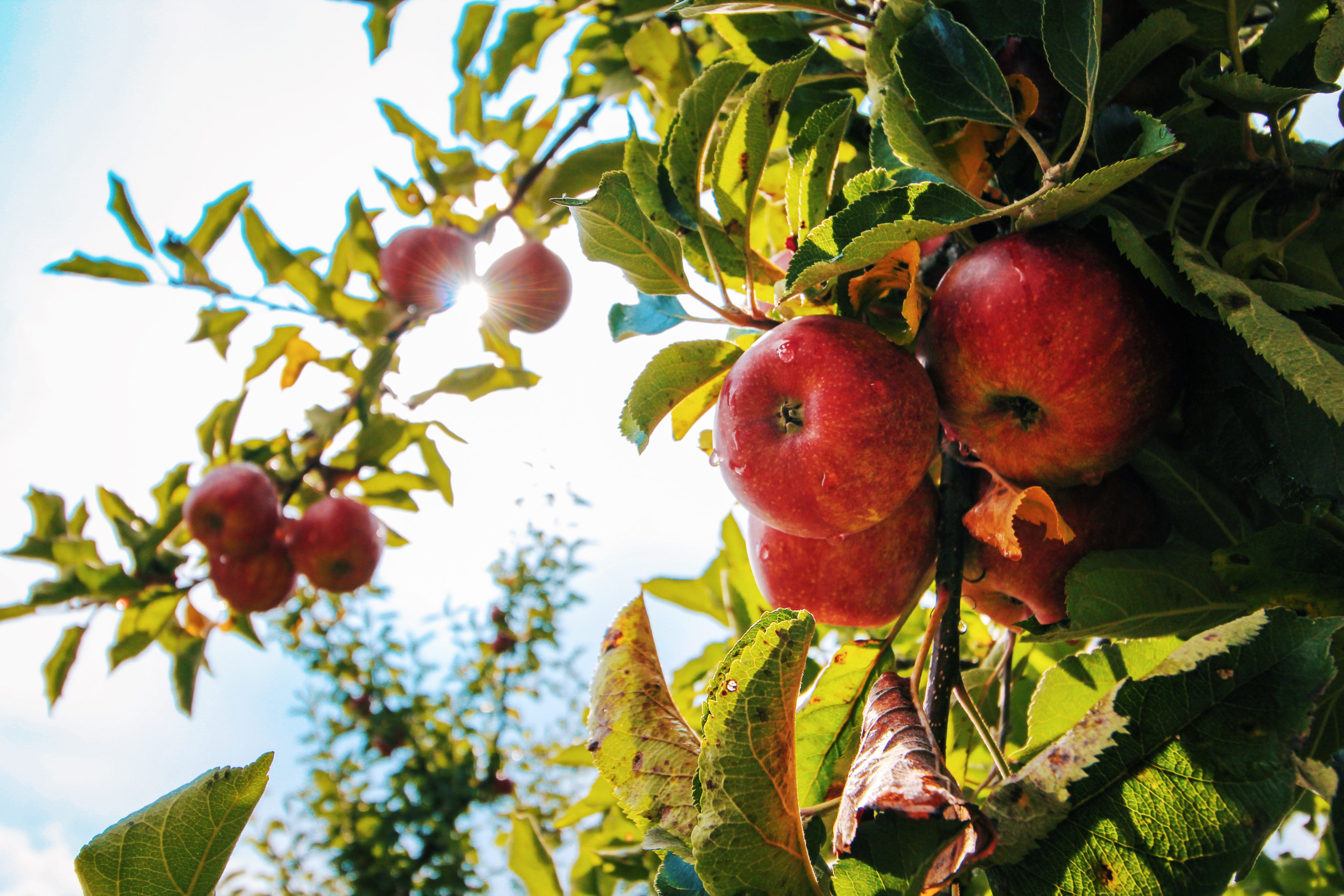 apple-tree