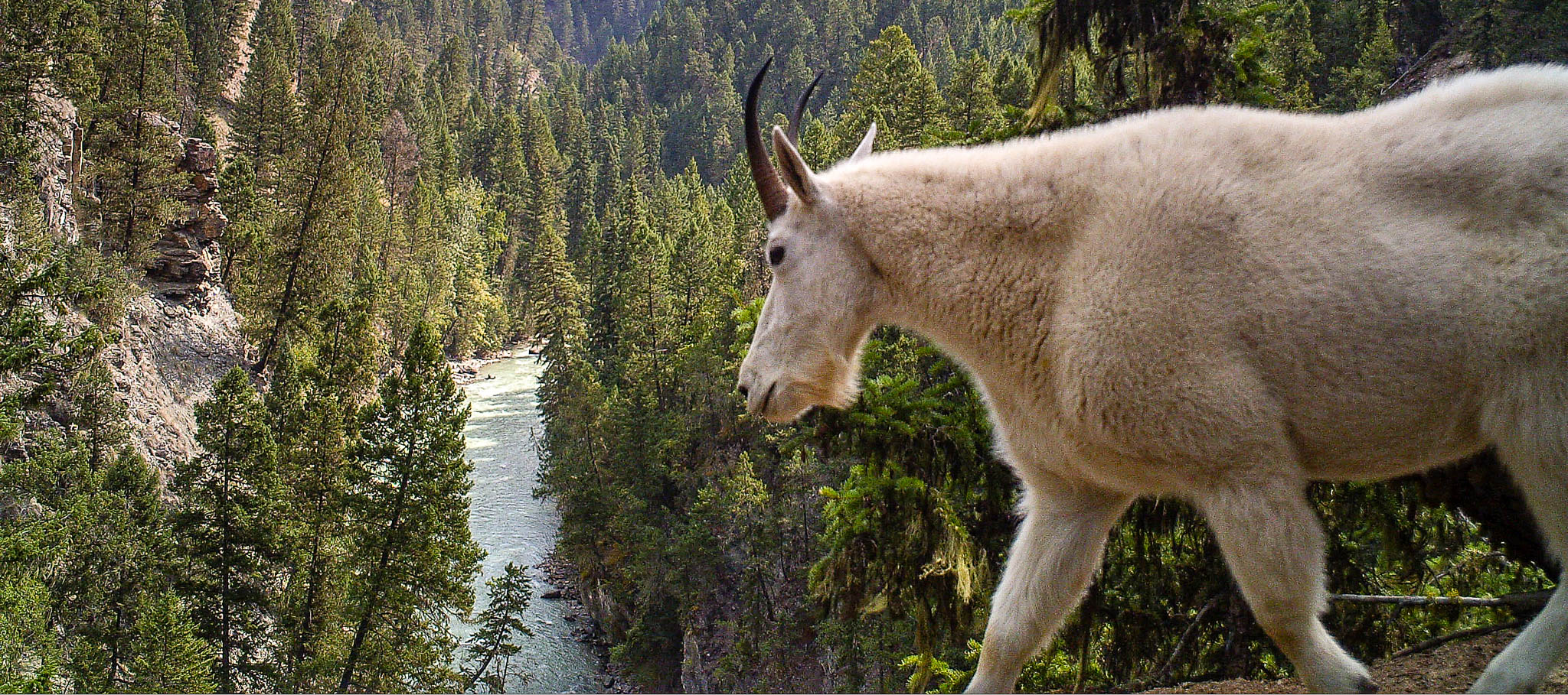 Mountain Goat Conservation – Wildsight
