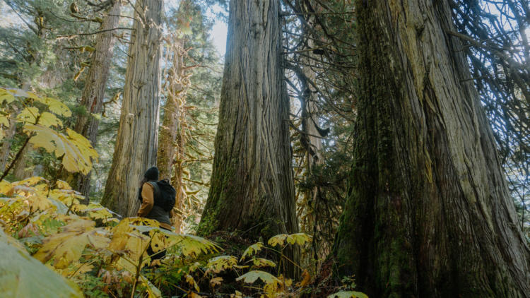 photo of Eddie walking next to giant old growth cedar trees with yellowing devils club