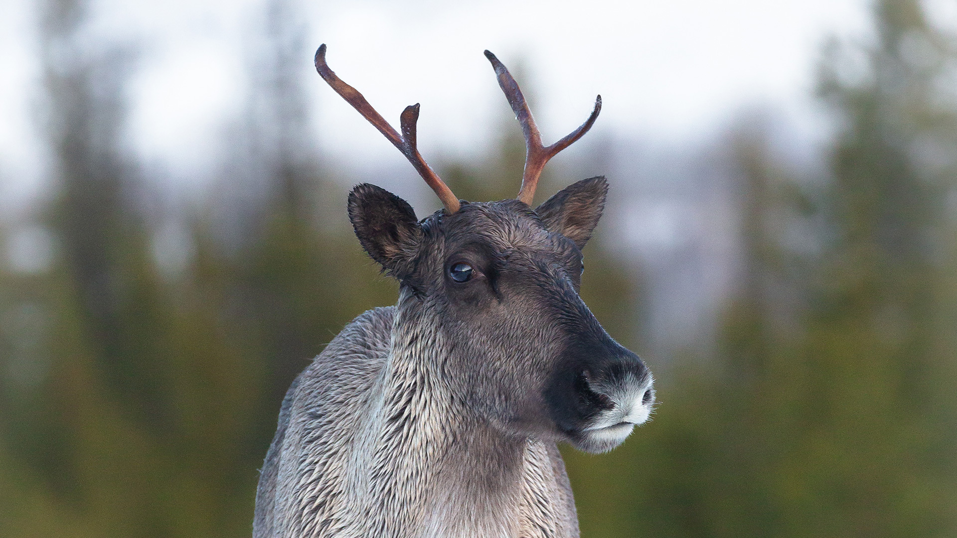 portrait of a caribou with wet fur and newly growing antlers