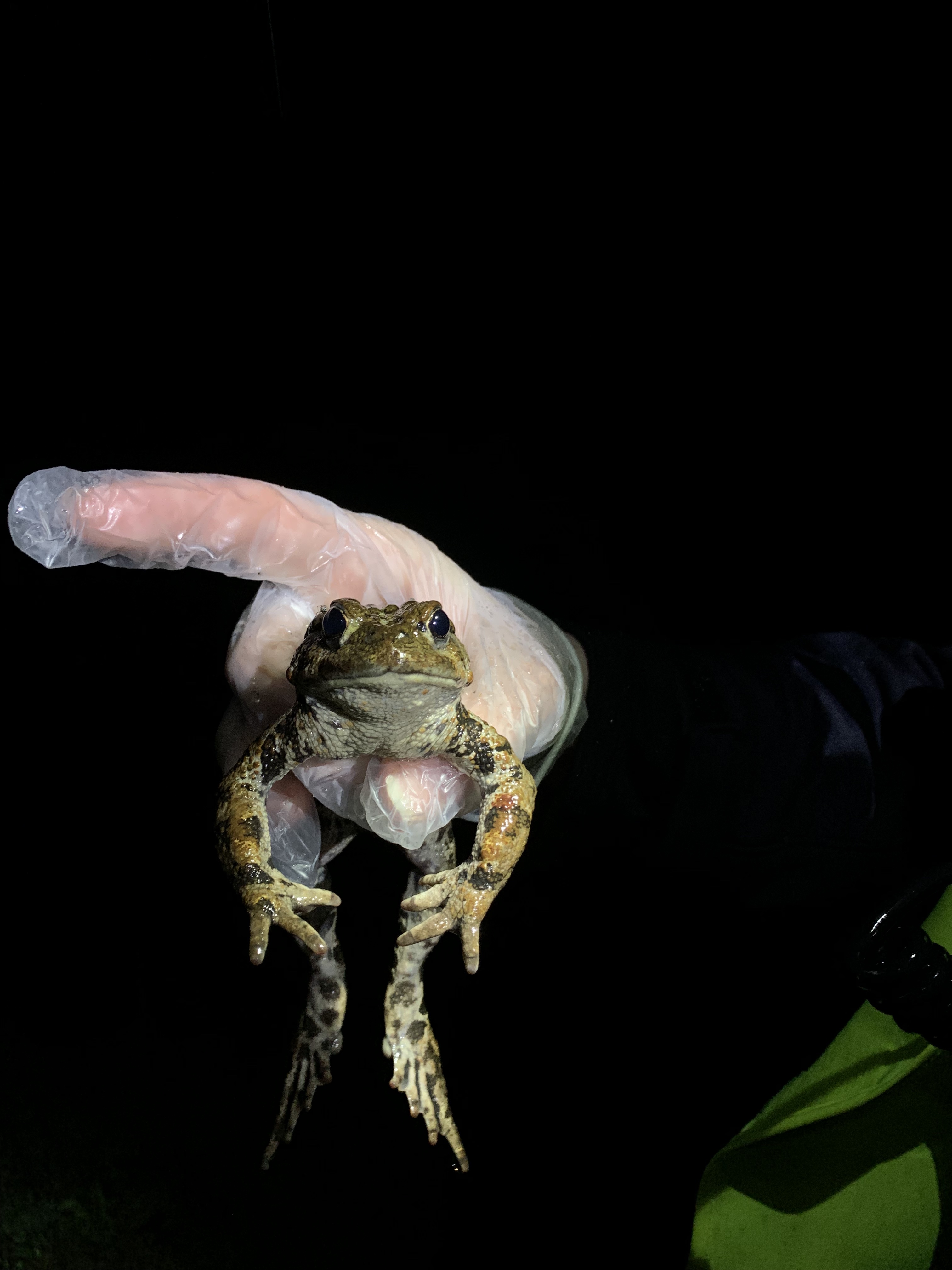 ToadWatch - Cane Toad Tadpoles