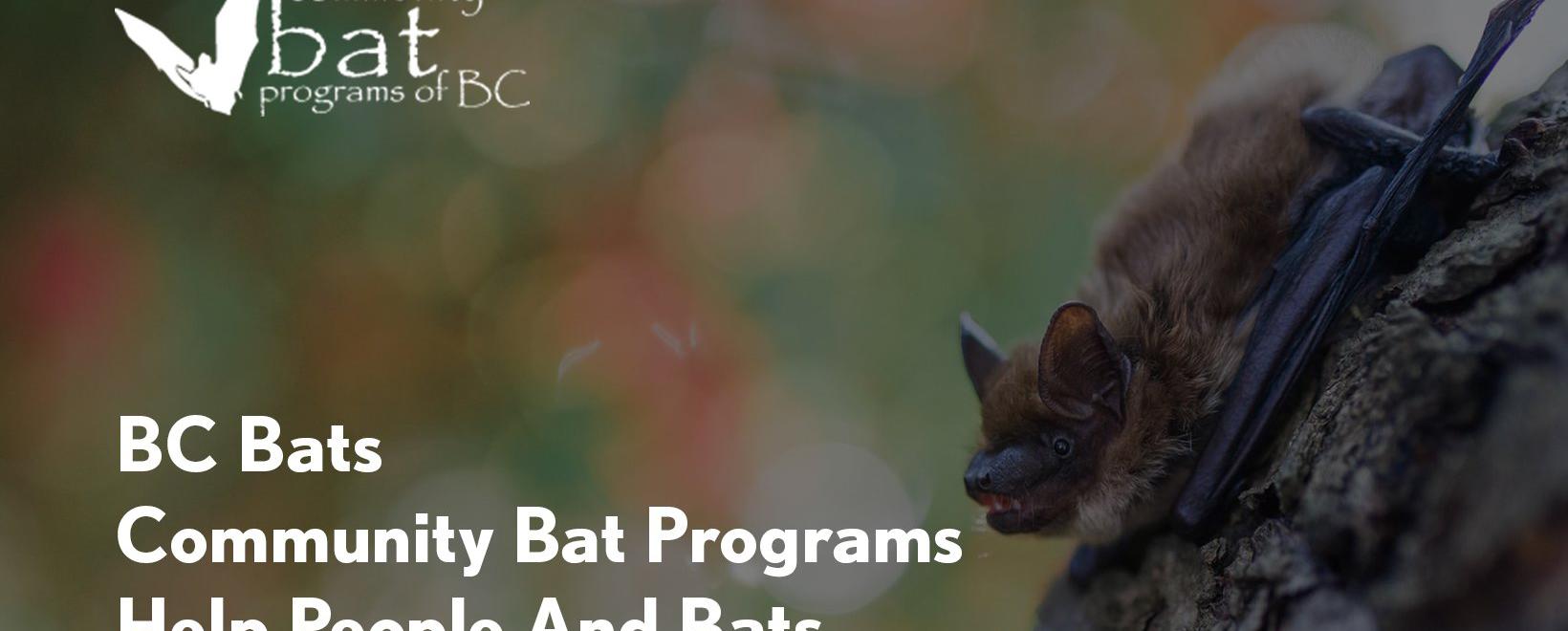 BC Bats