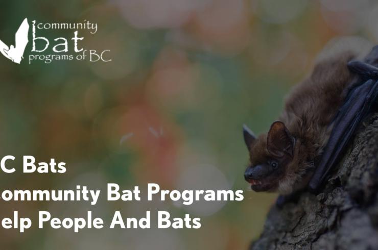 BC Bats