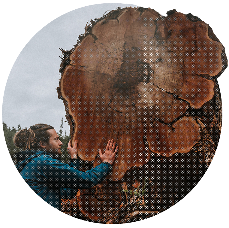 Eddie looking up at a cut-end of a hundreds-of-year-old cedar tree that has been cut down