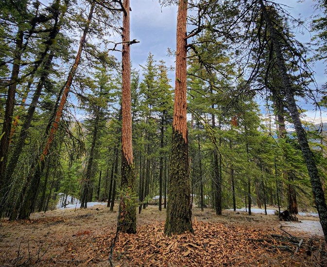 What’s happened to our fir trees? Mystery solved! Wildsight