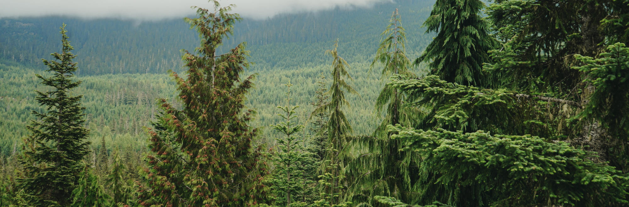 A variety of coniferous trees sit in the foreground before a tree-covered mountain beneath a low cloud.