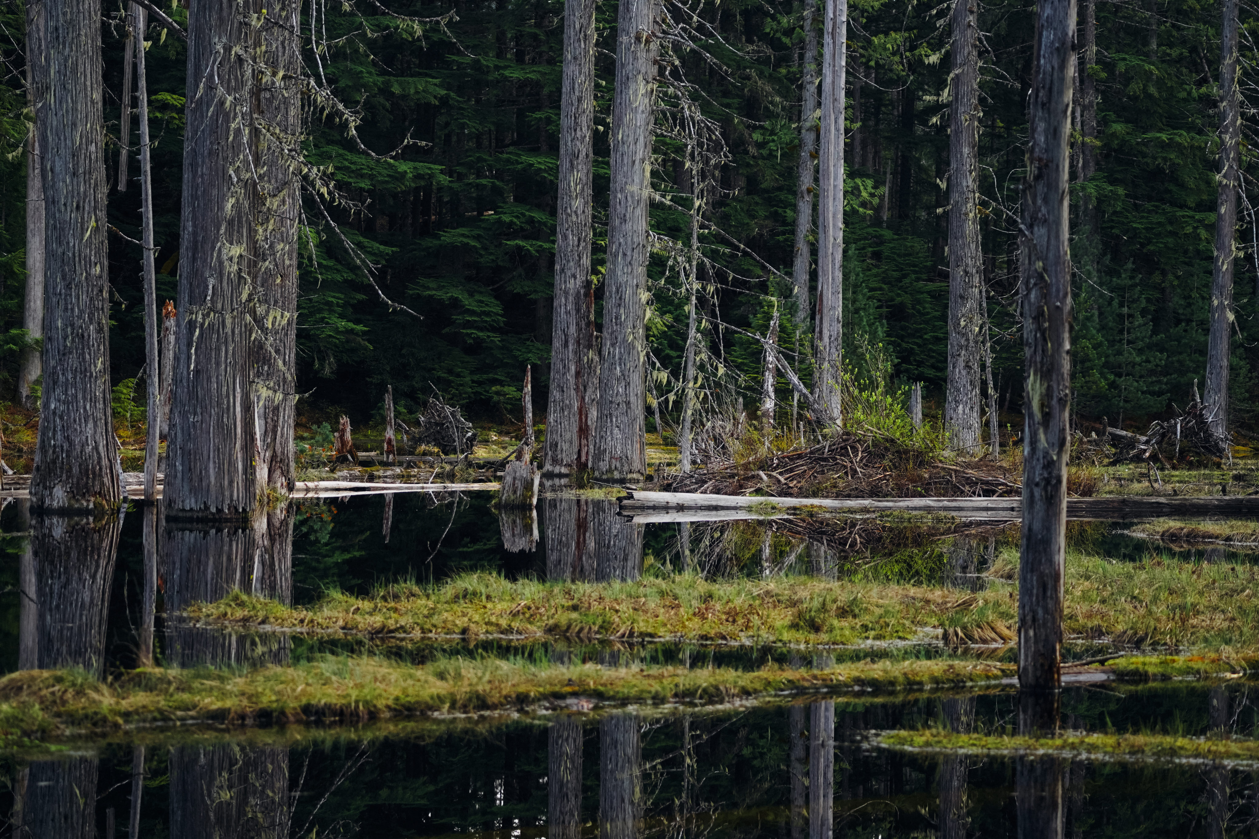 Beaver habitat