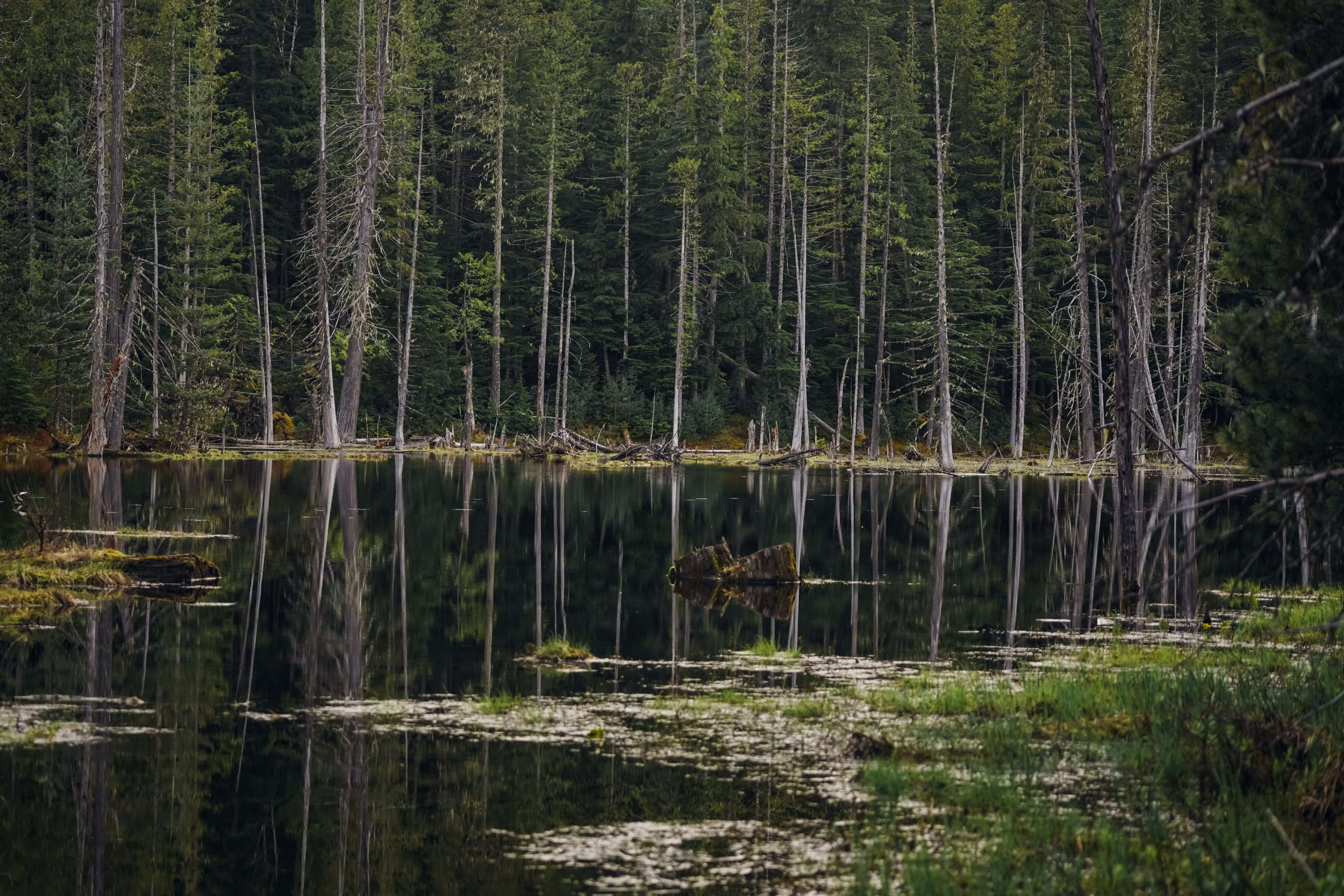 Trees surround a beaver generated wetland