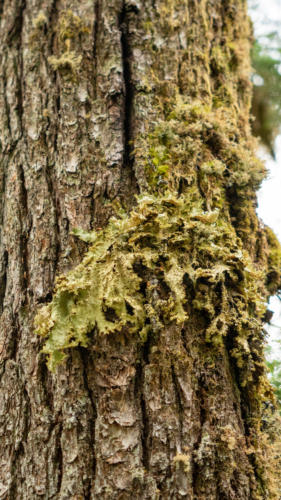 Lobaria oregana