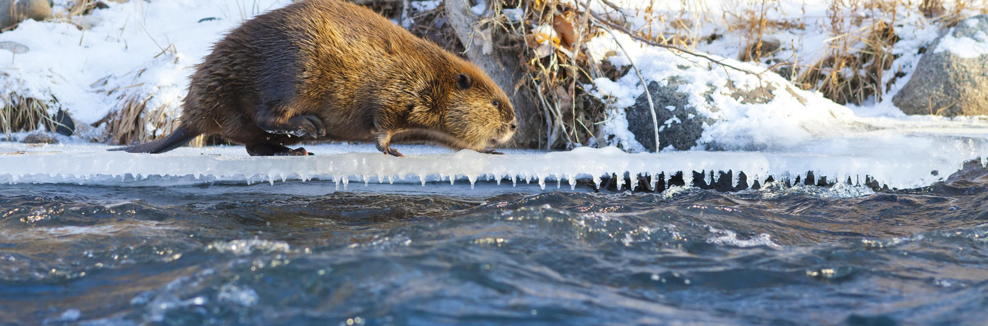 Beaver in winter near river