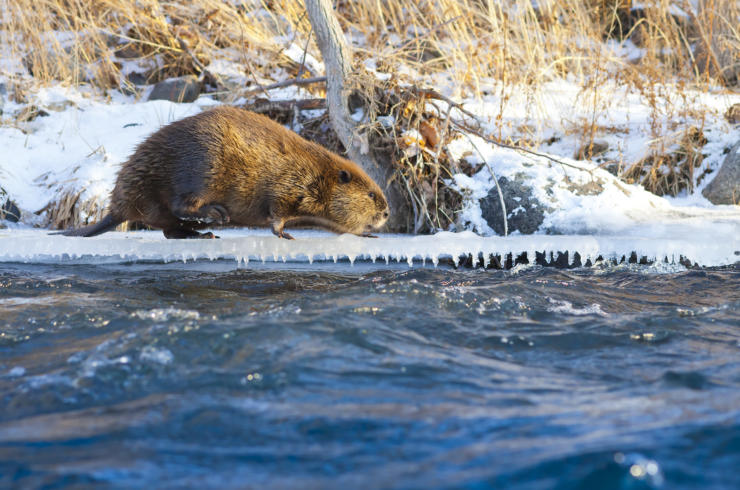 Beaver in winter near river