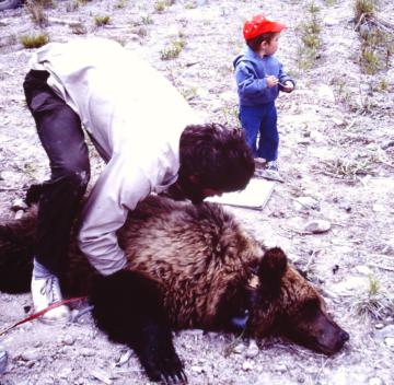 Radio collaring a bear