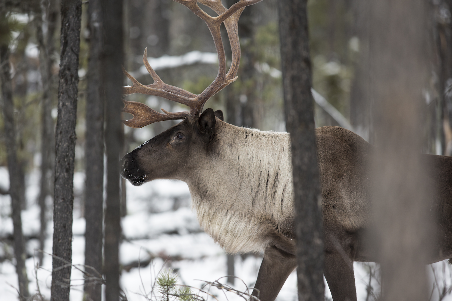Caribou in forest