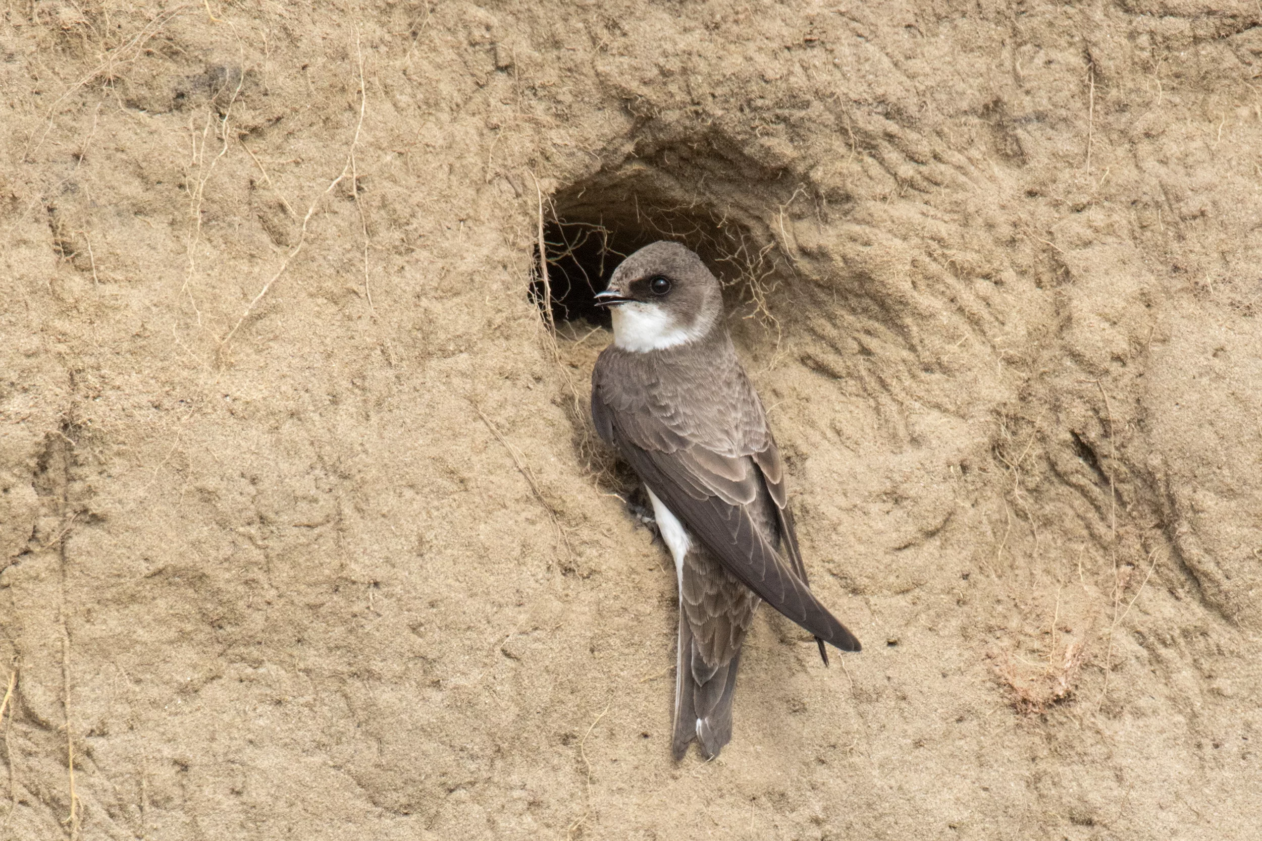 A bank swallow perches on the edge of a nesting cavity