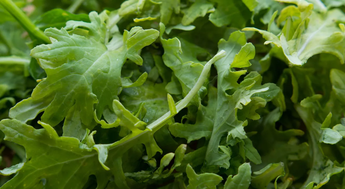 Kale, Evergreens Farm, Wildsight Elk Valley