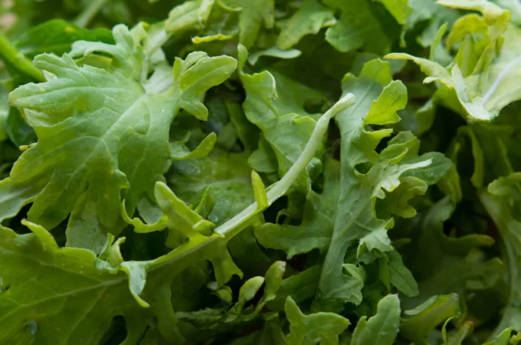 Kale, Evergreens Farm, Wildsight Elk Valley