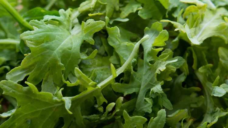 Kale, Evergreens Farm, Wildsight Elk Valley