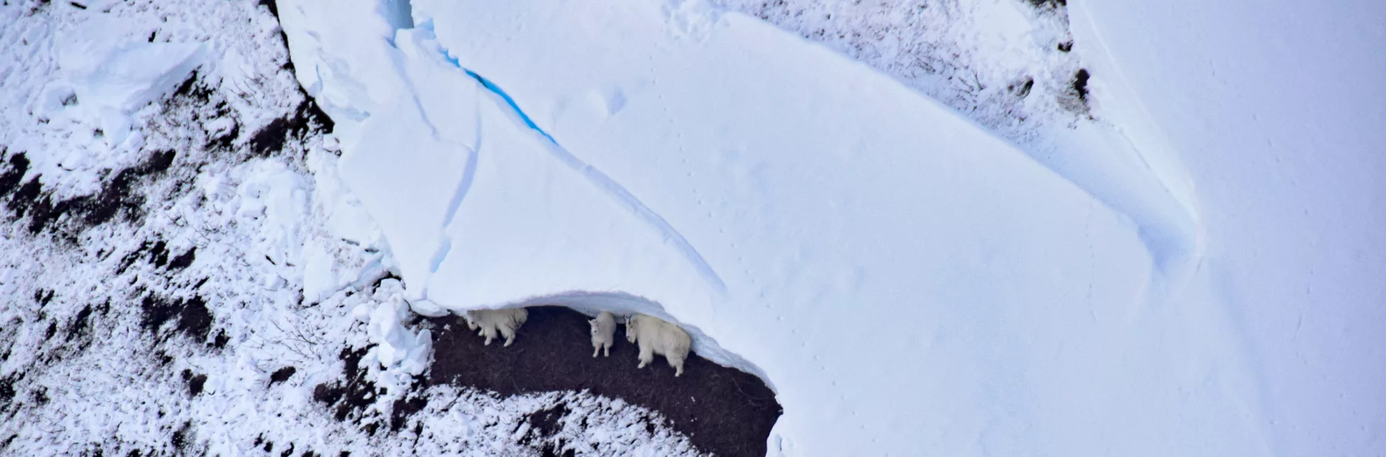 Mountain goats in a dangerous time: recreating respectfully this winter